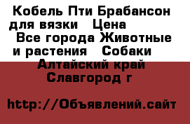 Кобель Пти Брабансон для вязки › Цена ­ 30 000 - Все города Животные и растения » Собаки   . Алтайский край,Славгород г.